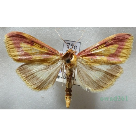 Ostrinia palustralis (Hübner, 1796) Przezierka bagienka Slovakia75e